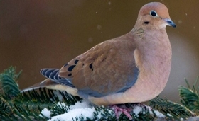 Mourning dove on snowy evergreen